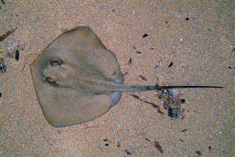 Dasyatis pastinaca (Linnaeus, 1758)